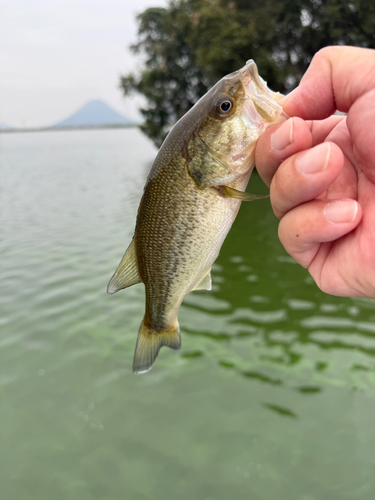 ラージマウスバスの釣果