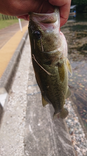 ラージマウスバスの釣果