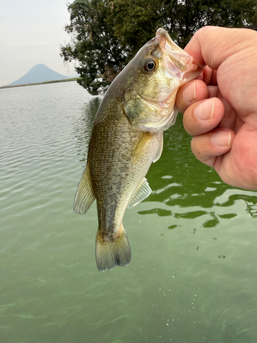 ラージマウスバスの釣果