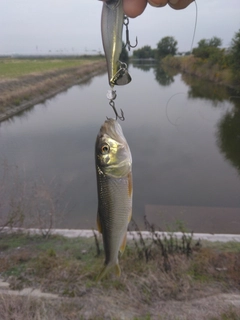 ハスの釣果