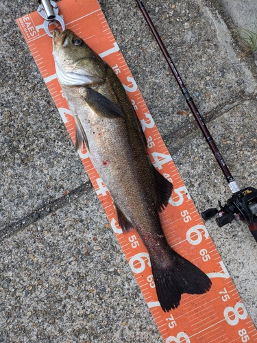 シーバスの釣果