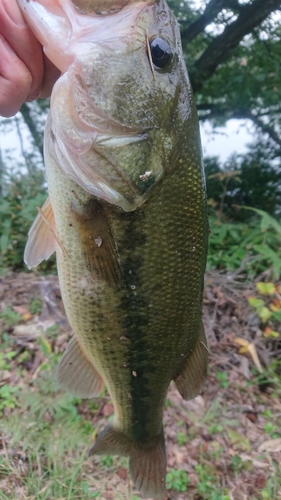 ラージマウスバスの釣果