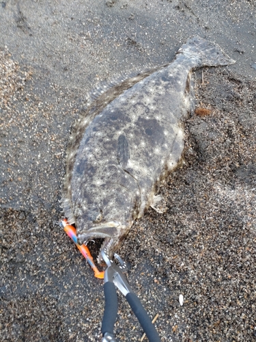 ヒラメの釣果