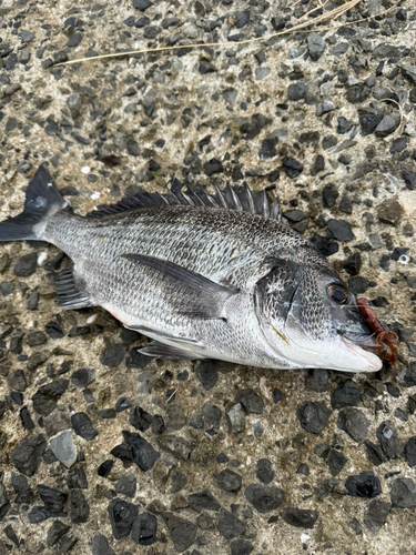 チヌの釣果