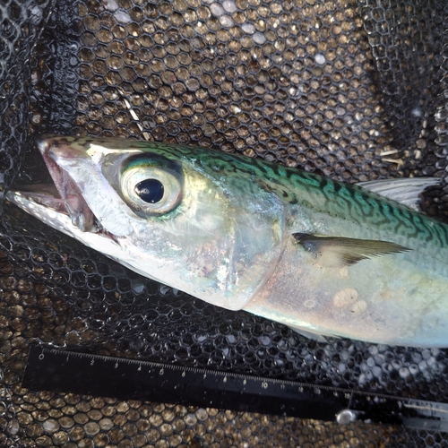 サバの釣果