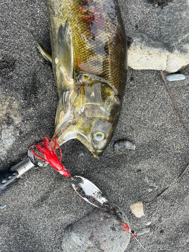 サケの釣果