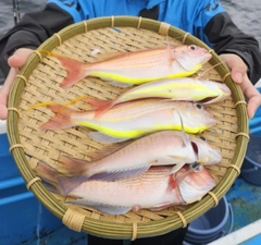 アマダイの釣果