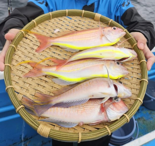 アマダイの釣果