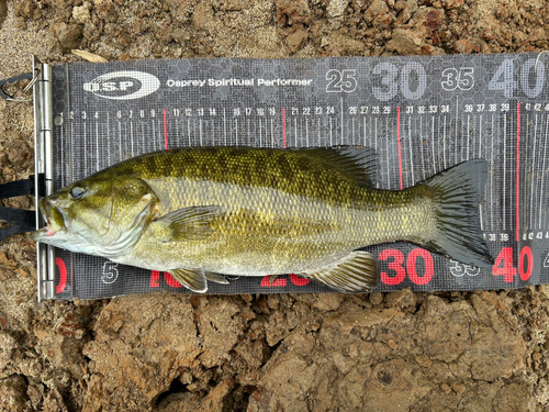 スモールマウスバスの釣果