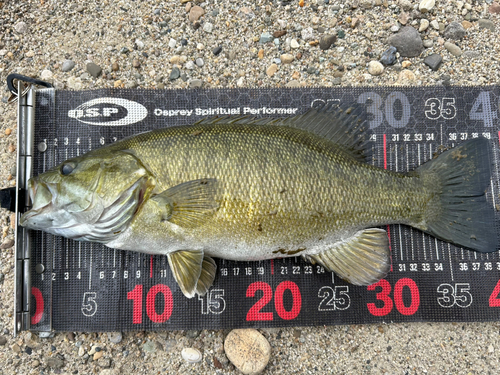 スモールマウスバスの釣果