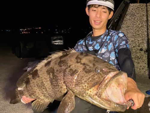 チャイロマルハタの釣果