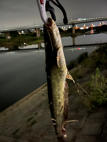 ナマズの釣果