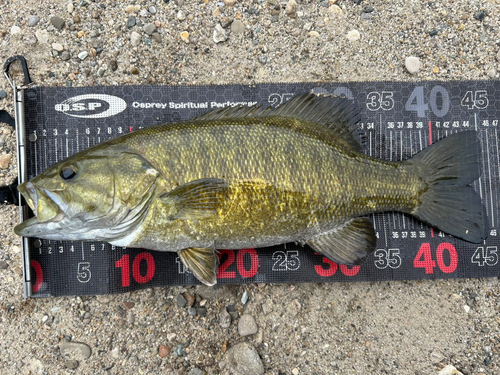 スモールマウスバスの釣果