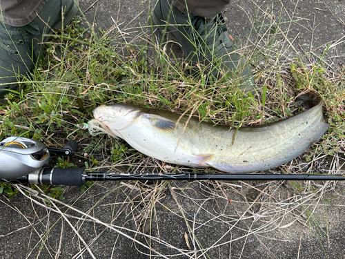 ナマズの釣果