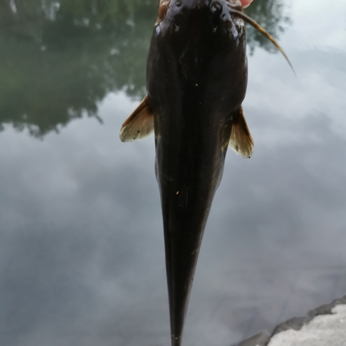 ナマズの釣果