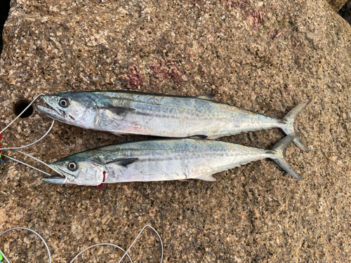 サワラの釣果