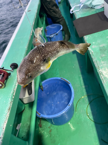 ショウサイフグの釣果