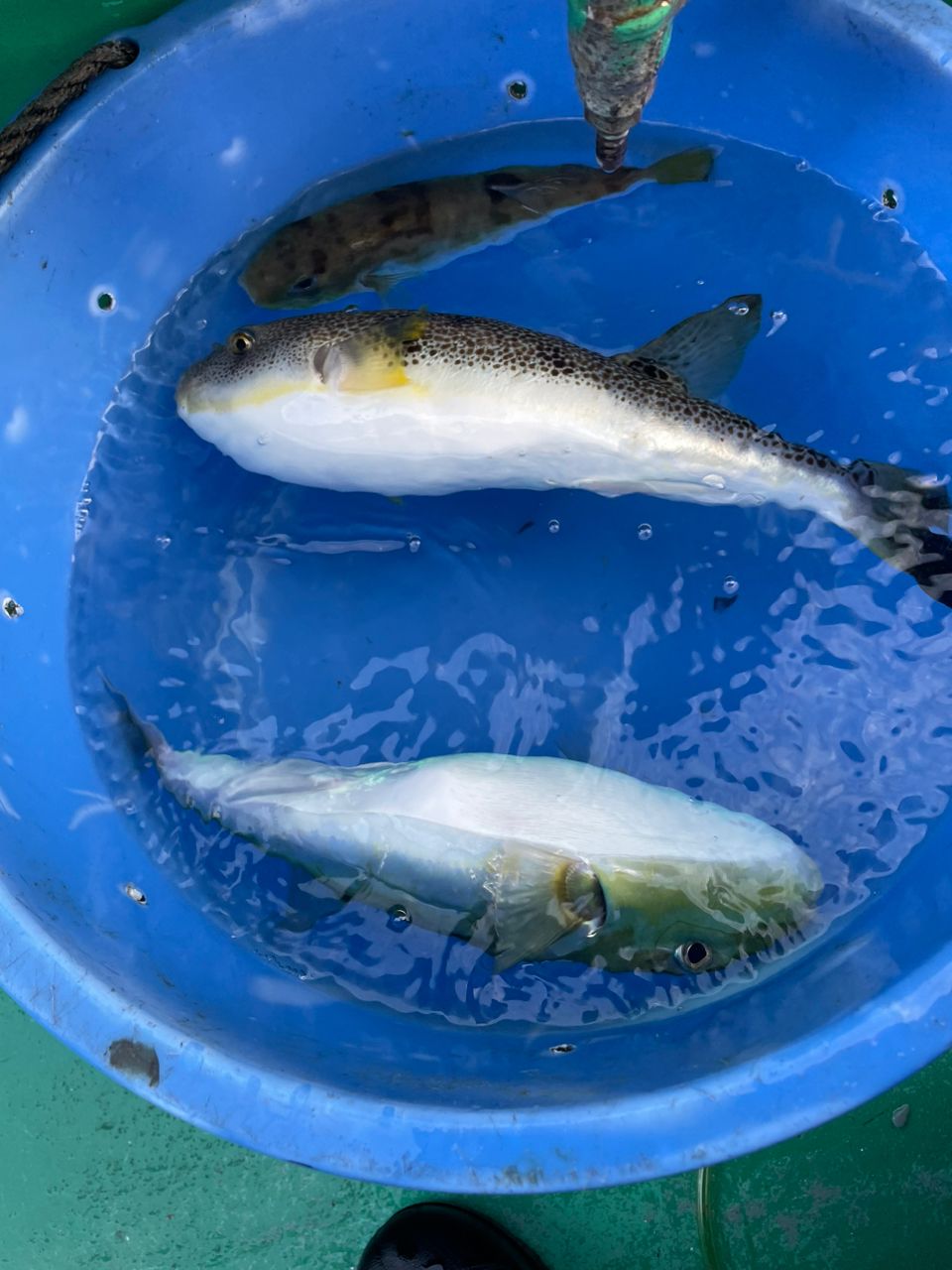 アングラーだいすけさんの釣果 2枚目の画像