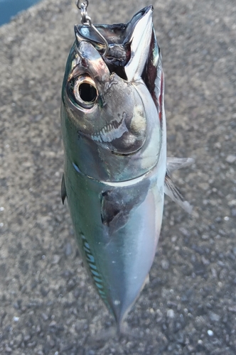 マルソウダの釣果