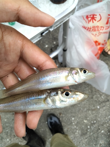 キスの釣果