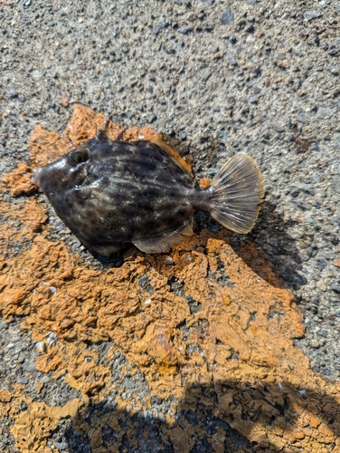 カワハギの釣果