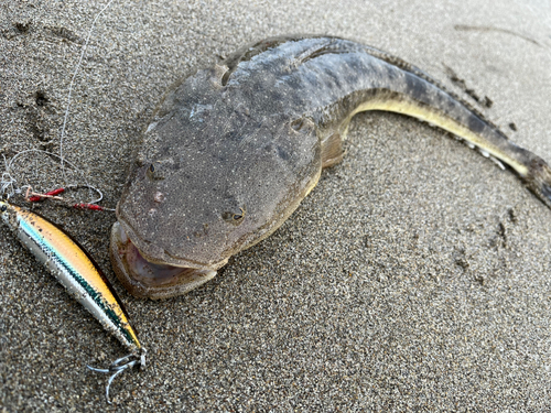 マゴチの釣果