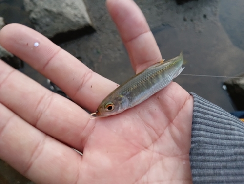 オイカワの釣果