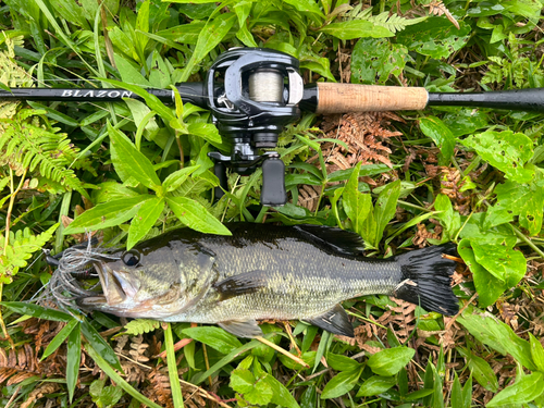 ブラックバスの釣果