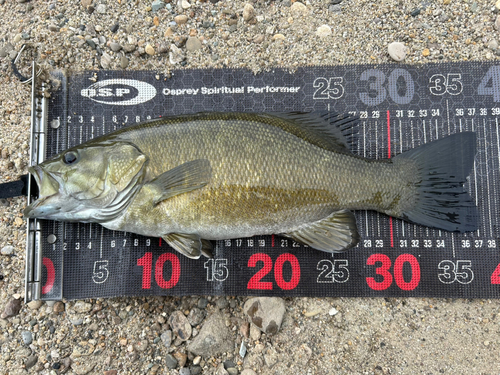 スモールマウスバスの釣果