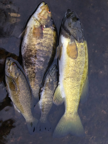 スモールマウスバスの釣果