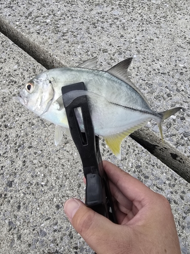 メッキの釣果