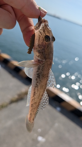 ハゼの釣果