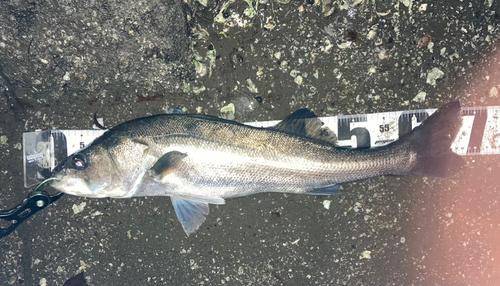 シーバスの釣果