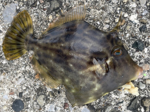 カワハギの釣果