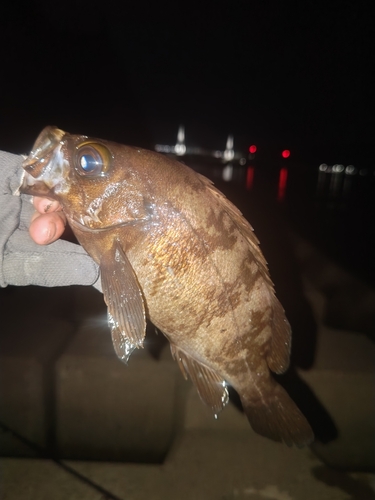 メバルの釣果