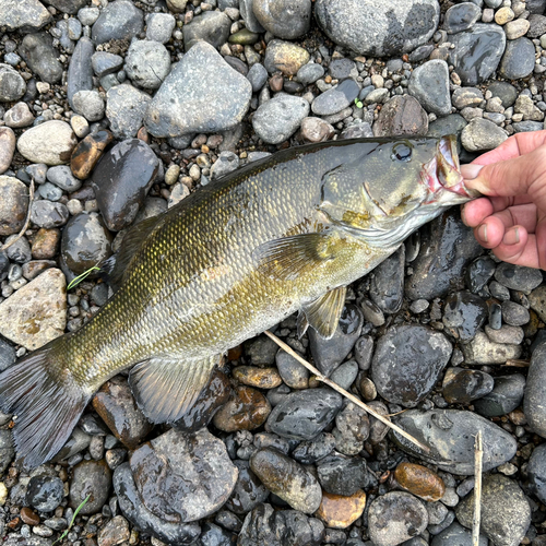 スモールマウスバスの釣果