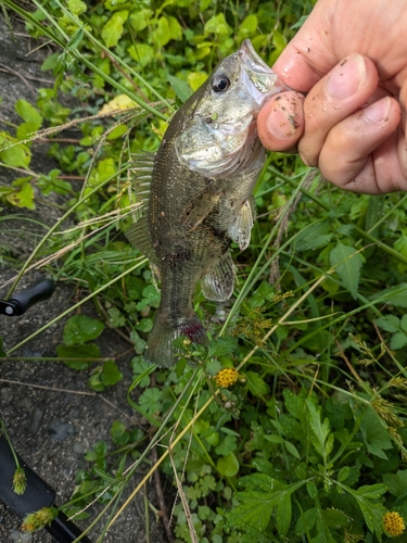 ブラックバスの釣果