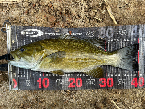 スモールマウスバスの釣果