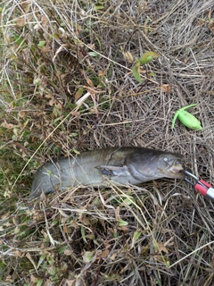 ナマズの釣果