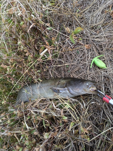 ナマズの釣果