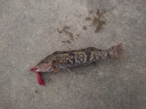 アイナメの釣果