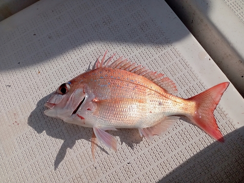 マダイの釣果