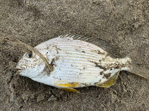 ヘダイの釣果