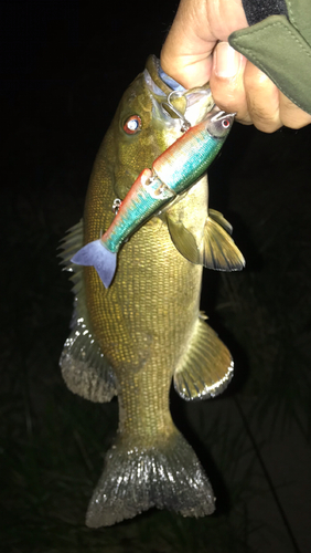 スモールマウスバスの釣果