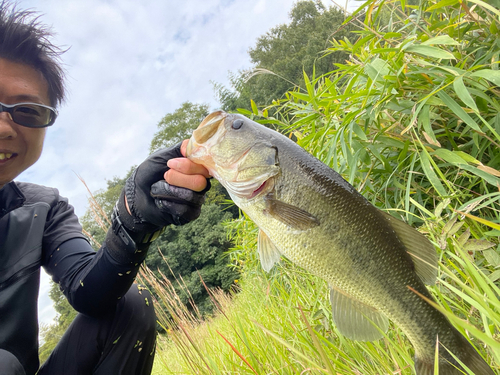 ラージマウスバスの釣果