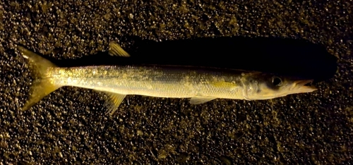 アカカマスの釣果