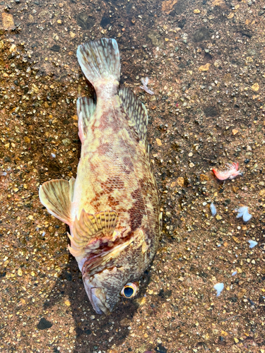 カサゴの釣果