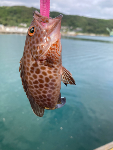 オオモンハタの釣果