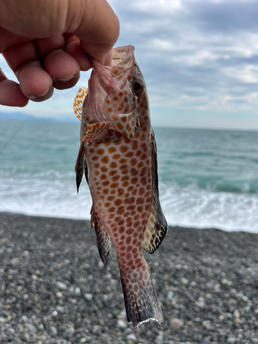 オオモンハタの釣果