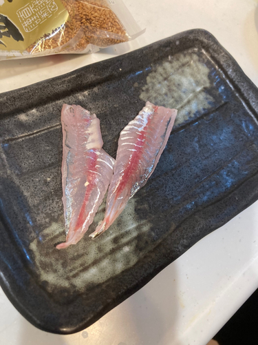 クロムツの釣果